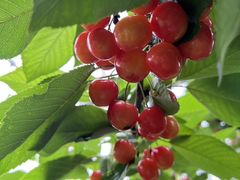 �䂫�񂱂���̂������ڎ����_���ւ̓��e�ʐ^1