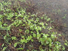 }Cann̈hxΌihRjւ̓eʐ^1