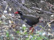 kazu񂳂̂΂wт̐X̓eʐ^1