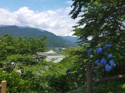 �����ڂ�����̂��ԂȌ����̂��������̓��e�ʐ^2