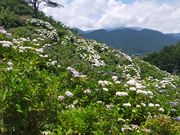 �����ڂ�����̂��ԂȌ����̂��������̓��e�ʐ^4