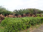 �}�C�a�n�n����̎��������̃\�e�c�����n�̓��e�ʐ^1