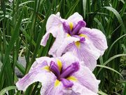 yu]cyan̐ԖxԂ傤ԉ̓eʐ^1