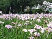 yu]cyan̐ԖxԂ傤ԉ̓eʐ^4