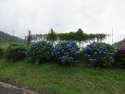 Ԃ񂳂̎}AWTCh̓eʐ^1