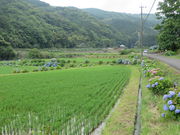 Ԃ񂳂̎}AWTCh̓eʐ^2