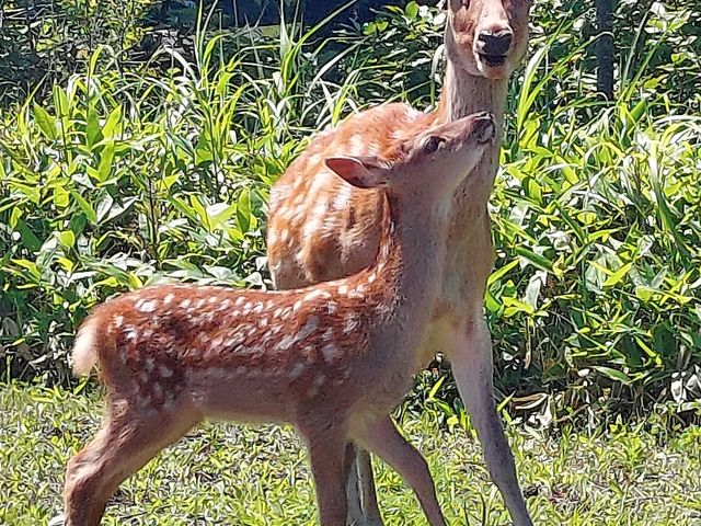 ���ԏ�̑����ɂ��܂����B_���H�s�����W�]��