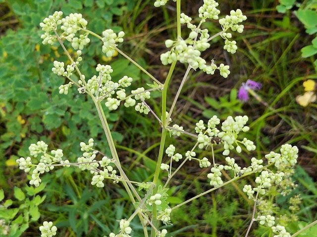 �J�ł��P�����ĕ����܂���_�T���}�ΔȗV����