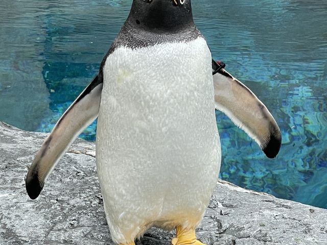 �y���M��������_�D�y�ʉ^�N���u�Q�b�c