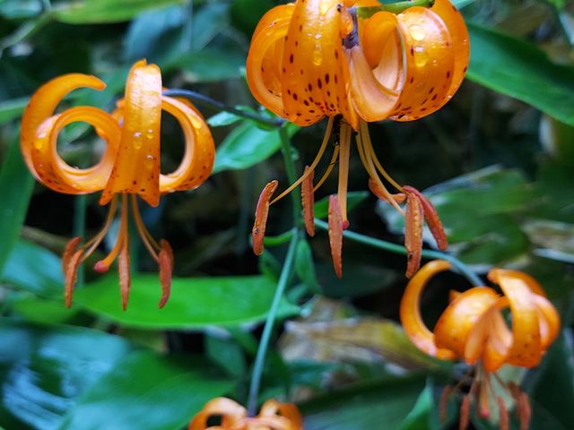 ���Ԃ�ȕS�����炢�Ă܂���_�a�Ք������R�T���H