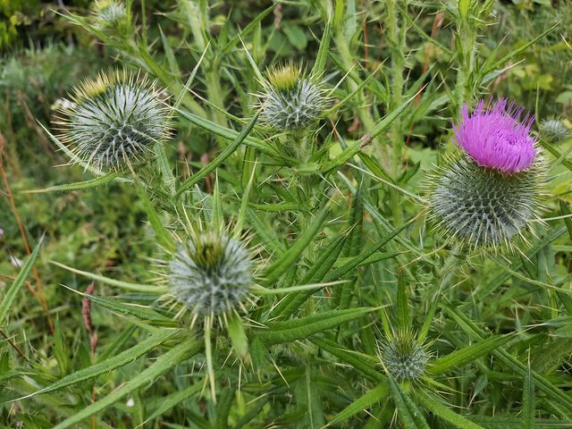 �A�U�~���Q���C�L�C�L_�a�Ք������R�T���H