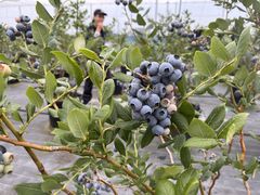 �ۂ񂵂�[����̃E�F���n�[�g�_���ւ̓��e�ʐ^1