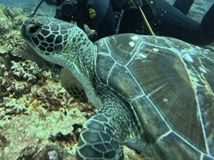 [ނ̃}Nu Gigiւ̓eʐ^1