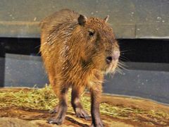 TC̃cm̃}NZ ANAp[Niւ̓eʐ^2