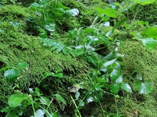 ��ׂ�̌����ȐA��_Raft&Crew Outdoor Company.(���t�g�A���h�N���[)