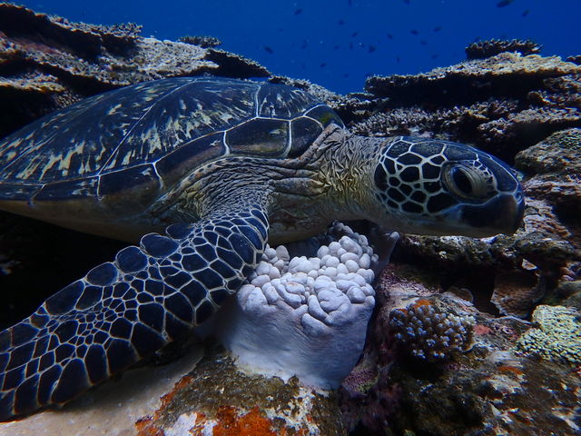 KCh񂪎Bʐ^B_sAeB@_CrOT[rX