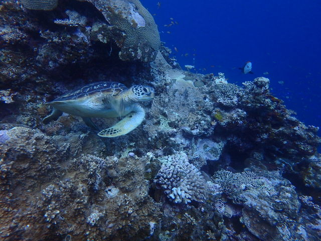 KCh񂪎Bʐ^B_sAeB@_CrOT[rX