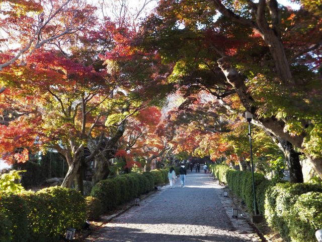 �������F�R�傩�璺�g��܂ł̎Q���̗l�q�B_�g�t���