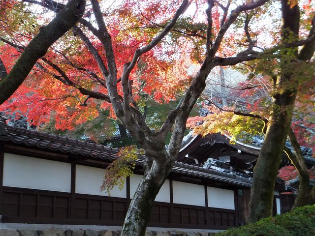 �������F�R�傩�璺�g��܂ł̎Q���̗l�q�B_�g�t���