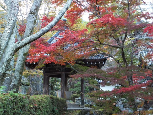 �������F���g��O�E�萅�ɂ̗l�q_�g�t���