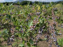 ��������̂������܃u���[�x���[�t�@�[���ւ̓��e�ʐ^1