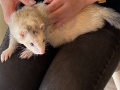 animal cafe fuleca X̎ʐ^1