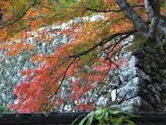 紅葉ページ 多摩湖紅葉'13 | GANREF