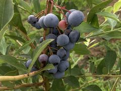 Ђ̉u[x[t@[ւ̓eʐ^1