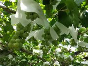 ˂񂳂̌c Vόʎ̓eʐ^1