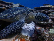 股̃sAeB@_CrOT[rX̓eʐ^2