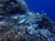 股̃sAeB@_CrOT[rX̓eʐ^3