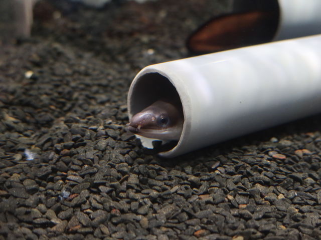 ���Ȃ��`_AOAO SAPPORO