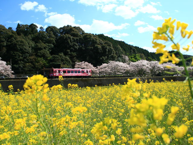 �؂̉ԉz���ɗ�Ԃ�����_��͓��w���ӂ̍؂̉Ԕ�