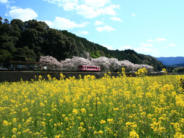 �؂̉Ԃ̓������Y���Ă��܂�_��͓��w���ӂ̍؂̉Ԕ�