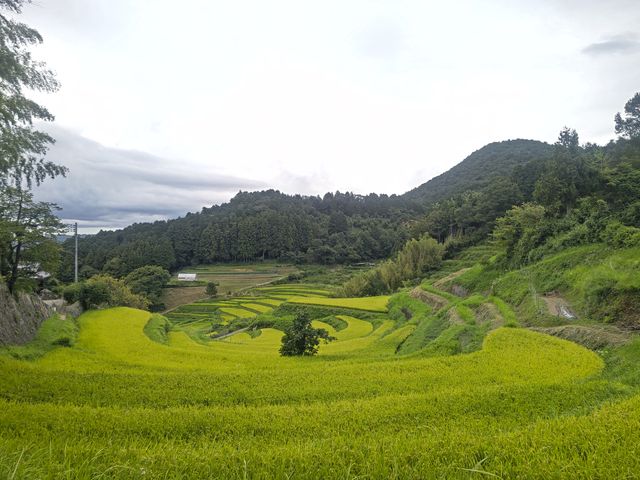 �c��ڂ̌��������̔������I�c_�\�����J�̒I�c