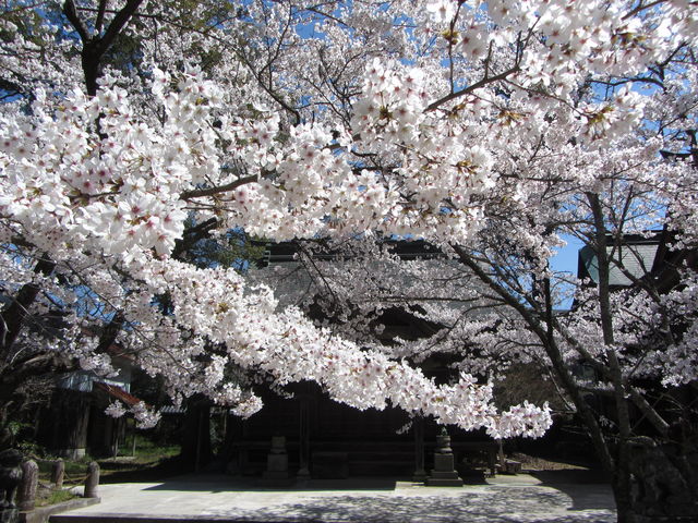 �������ꂢ_�����