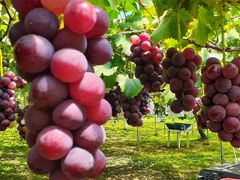 kuutan0921̐Mʎւ̓eʐ^2