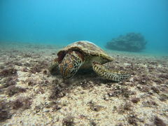 mymonkyCHURA{Óւ̓eʐ^2