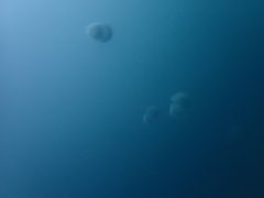 ǂ񂮂肳̈ɓ_CrOXN[aJXւ̓eʐ^1