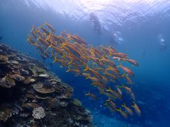 buzz̃}T[rX@pb\ւ̓eʐ^1