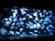 yosshyAOAO SAPPORO̓eʐ^11