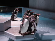 yosshyAOAO SAPPORO̓eʐ^9