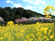 CCꃉC_[͓̓wӂ̍؂̉Ԕ̓eʐ^1