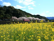 CCꃉC_[͓̓wӂ̍؂̉Ԕ̓eʐ^2