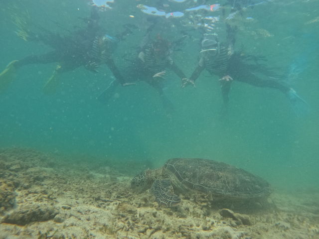 �ʐ^������V�F�A���Ē����܂��B_OCEANZ - �I�[�V�����Y