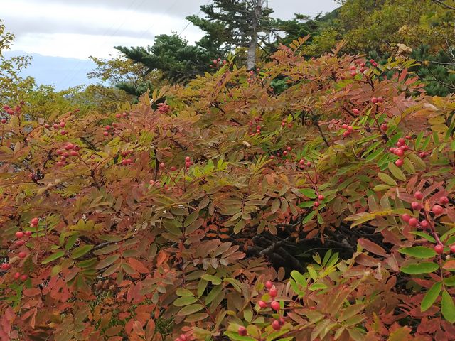 �i�i�J�}�h�̍g�t_�����A���v�X ��x���[�v�E�F�C