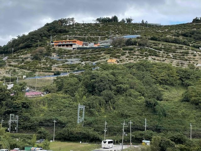 �I�����W�F�̉����̂Ƃ���܂ŕ���_��̑��q�ό��݂���