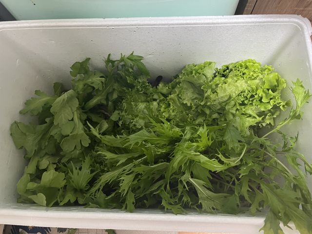 �ƂŐ��ɂ��Ă��1�T�ԁA�V�N�ł����I_�A�N�A�t�@�[������