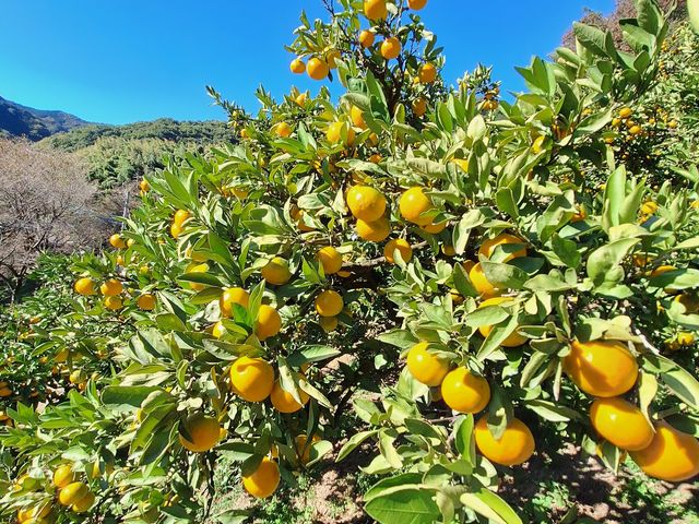 �Î_���ς��čD�݂݂̂���ł����B_�����΂ȉ�