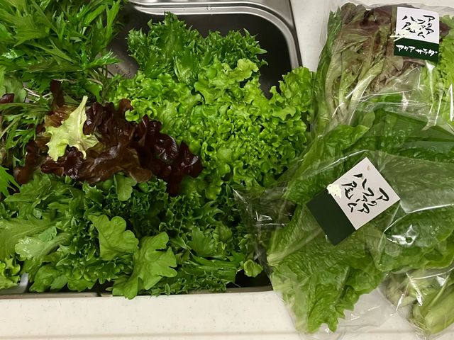 �V�N�I�V���L�V���L_�A�N�A�t�@�[������